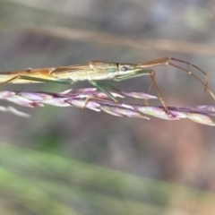 Mutusca brevicornis (A broad-headed bug) at Aranda, ACT - 27 Nov 2023 by Jubeyjubes