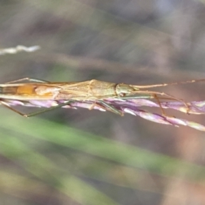 Mutusca brevicornis at Aranda, ACT - 27 Nov 2023