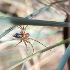 Oxyopes (genus) (Lynx spider) at Aranda, ACT - 27 Nov 2023 by Jubeyjubes