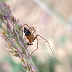 Oxyopes sp. (genus) at Aranda, ACT - 27 Nov 2023 04:33 PM