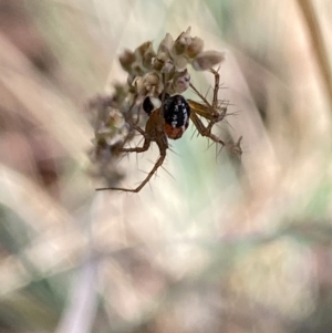 Oxyopes sp. (genus) at Aranda, ACT - 27 Nov 2023 04:33 PM