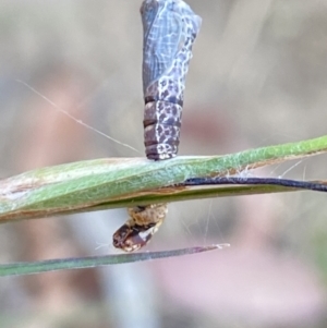 Hypertrophidae sp. (family) at Aranda, ACT - 27 Nov 2023