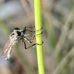 Unidentified Robber fly (Asilidae) at Aranda, ACT - 27 Nov 2023 by Jubeyjubes