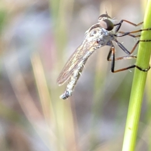 Cerdistus sp. (genus) at Aranda, ACT - 27 Nov 2023