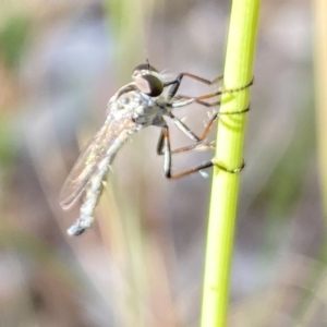 Cerdistus sp. (genus) at Aranda, ACT - 27 Nov 2023