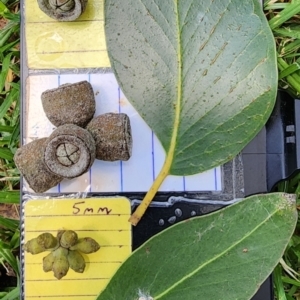 Eucalyptus serraensis subsp. verrucata at Australian National University - 27 Nov 2023 02:35 PM