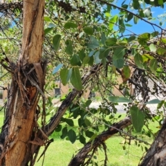 Eucalyptus serraensis subsp. verrucata at Australian National University - 27 Nov 2023 02:35 PM