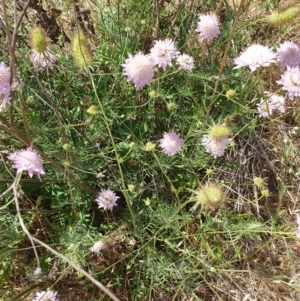 Scabiosa atropurpurea at Mount Painter - 26 Nov 2023 11:40 AM