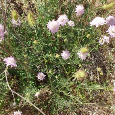 Scabiosa atropurpurea (Pincushion Plant) at Belconnen, ACT - 26 Nov 2023 by TonyAshton