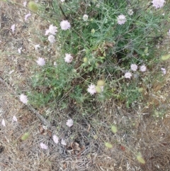 Scabiosa atropurpurea at Mount Painter - 26 Nov 2023 11:40 AM