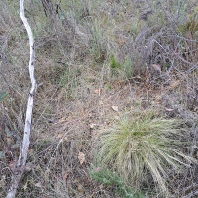 Nassella trichotoma (Serrated Tussock) at Mount Majura - 27 Nov 2023 by abread111