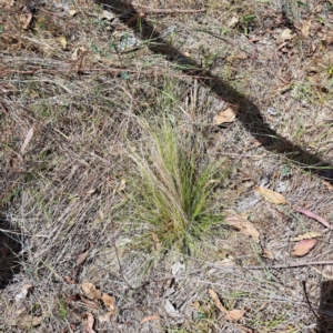 Nassella trichotoma at Mount Majura - 27 Nov 2023