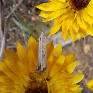 Lepidoptera unclassified IMMATURE at Mount Majura - 27 Nov 2023