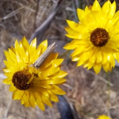 Lepidoptera unclassified IMMATURE at Mount Majura - 27 Nov 2023