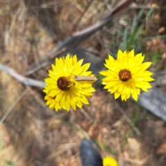 Lepidoptera unclassified IMMATURE at Mount Majura - 27 Nov 2023