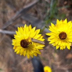 Lepidoptera unclassified IMMATURE at Mount Majura - 27 Nov 2023