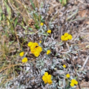 Dasytinae (subfamily) at Franklin Grassland (FRA_5) - 27 Nov 2023