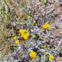 Dasytinae (subfamily) (Soft-winged flower beetle) at Budjan Galindji (Franklin Grassland) Reserve - 27 Nov 2023 by JenniM