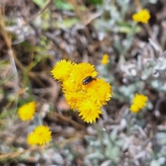 Dasytinae (subfamily) at Franklin Grassland (FRA_5) - 27 Nov 2023