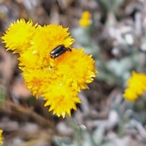 Dasytinae (subfamily) at Franklin Grassland (FRA_5) - 27 Nov 2023