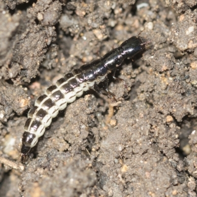 Staphylinidae (family) (Rove beetle) at Higgins, ACT - 24 Dec 2022 by AlisonMilton