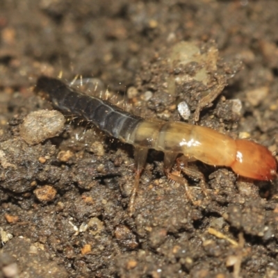 Unidentified Rove beetles (Staphylinidae) at Higgins, ACT - 24 Dec 2022 by AlisonMilton