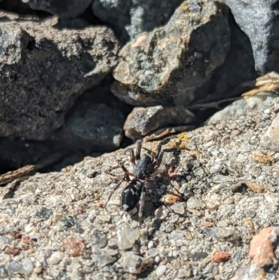 Zodariidae (family) (Unidentified Ant spider or Spotted ground spider) at Holder, ACT - 27 Nov 2023 by Miranda