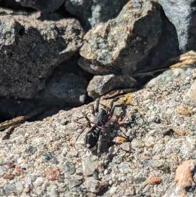 Zodariidae (family) (Ant spider or Spotted ground spider) at Holder, ACT - 27 Nov 2023 by Miranda