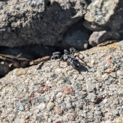 Zodariidae (family) at Holder, ACT - 27 Nov 2023 05:14 PM