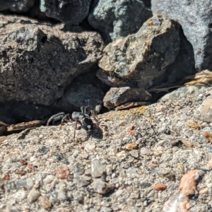 Zodariidae (family) at Holder, ACT - 27 Nov 2023 05:14 PM