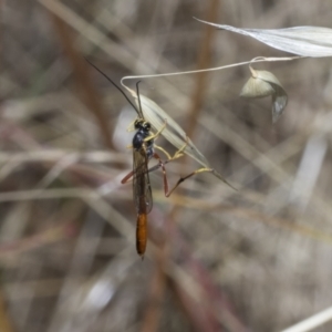 Heteropelma scaposum at The Pinnacle - 25 Jan 2023 11:30 AM