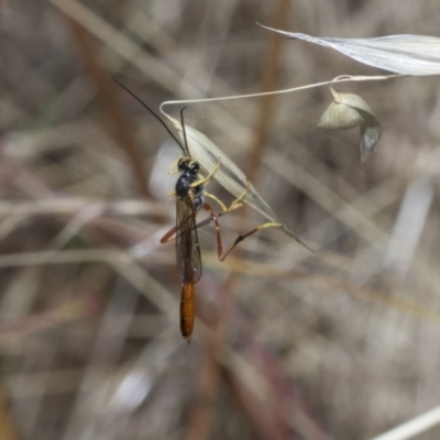 Heteropelma scaposum (Two-toned caterpillar parasite wasp) at Belconnen, ACT - 25 Jan 2023 by AlisonMilton