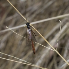 Heteropelma scaposum at The Pinnacle - 25 Jan 2023