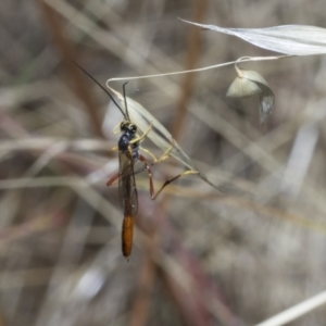 Heteropelma scaposum at The Pinnacle - 25 Jan 2023