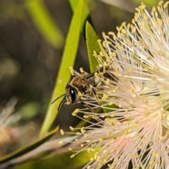 Paracolletes crassipes at Coombs, ACT - 27 Nov 2023 by Miranda