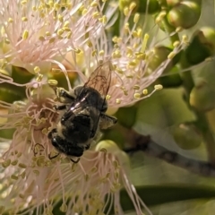 Paracolletes crassipes at Holder Wetlands - 27 Nov 2023