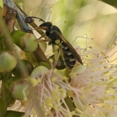 Lasioglossum (Chilalictus) bicingulatum (Halictid Bee) at Molonglo Valley, ACT - 27 Nov 2023 by Miranda
