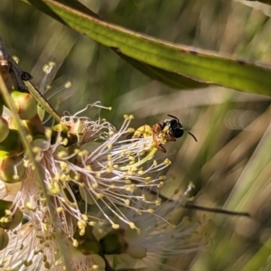 Lasioglossum (Chilalictus) bicingulatum at Molonglo Valley, ACT - 27 Nov 2023