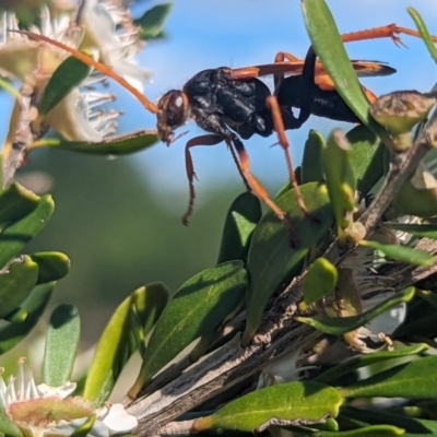 Cryptocheilus bicolor (Orange Spider Wasp) at Holder Wetlands - 27 Nov 2023 by Miranda