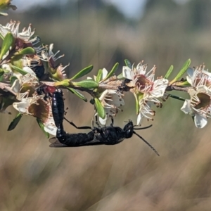 Rhagigaster ephippiger at Holder Wetlands - 27 Nov 2023