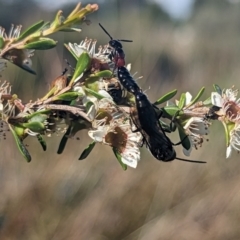 Rhagigaster ephippiger at Holder Wetlands - 27 Nov 2023