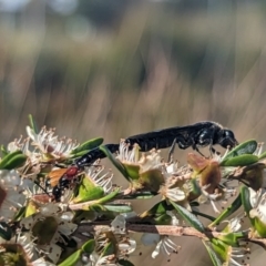 Rhagigaster ephippiger at Holder Wetlands - 27 Nov 2023