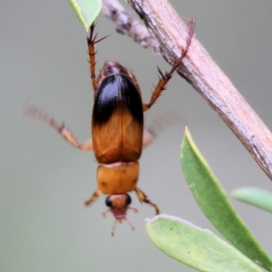 Phyllotocus navicularis at Wodonga - 25 Nov 2023 10:21 AM