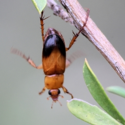 Phyllotocus navicularis (Nectar scarab) at Wodonga, VIC - 24 Nov 2023 by KylieWaldon
