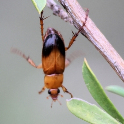 Phyllotocus navicularis (Nectar scarab) at WREN Reserves - 25 Nov 2023 by KylieWaldon