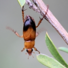 Phyllotocus navicularis (Nectar scarab) at WREN Reserves - 24 Nov 2023 by KylieWaldon