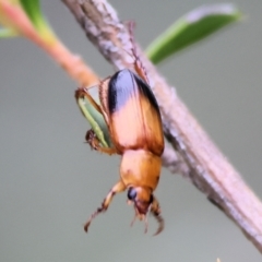 Phyllotocus navicularis at Wodonga - 25 Nov 2023 10:21 AM