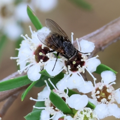 Calliphora stygia (Brown blowfly or Brown bomber) at Wodonga, VIC - 24 Nov 2023 by KylieWaldon