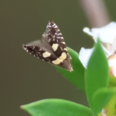 Glyphipterix chrysoplanetis (A Sedge Moth) at WREN Reserves - 25 Nov 2023 by KylieWaldon