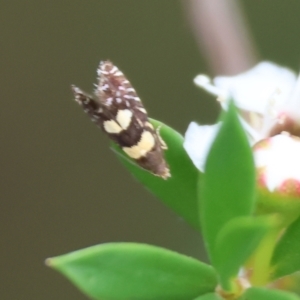 Glyphipterix chrysoplanetis at WREN Reserves - 25 Nov 2023 10:23 AM